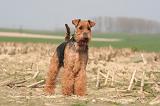 WELSH TERRIER 055